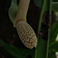 Syngonium angustatum Schott